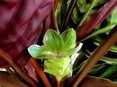 Calathea Roseopicta